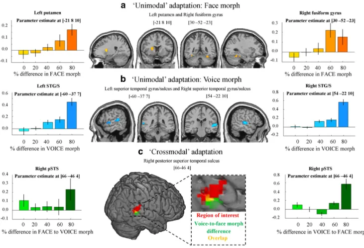 Figure 4. Imaging results. a, Unimodal face adaptation. Activation in left putamen and right FG in response to varying percentage difference in face morph between consecutive stimuli
