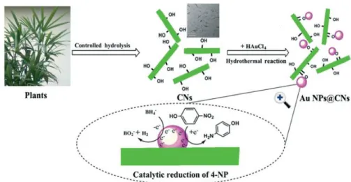 Figure 1.17. The schematic illustration of the preparation of Au NPs@CNC for the reduction of  4-nitrophenol (4NP)