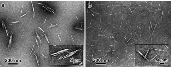 Figure 7: TEM micrographs of CNC obtained by sulfuric acid hydrolysis of cotton (a),  and MCC (b)