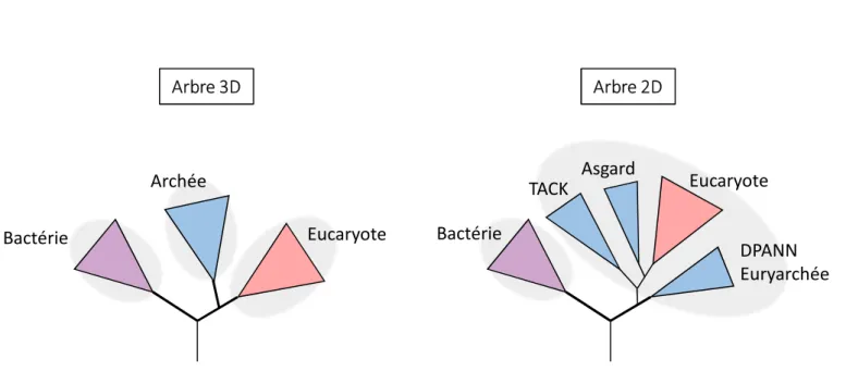 Figure 3. Schéma des deux modèles proposés de l’évolution de l’arbre du vivant.