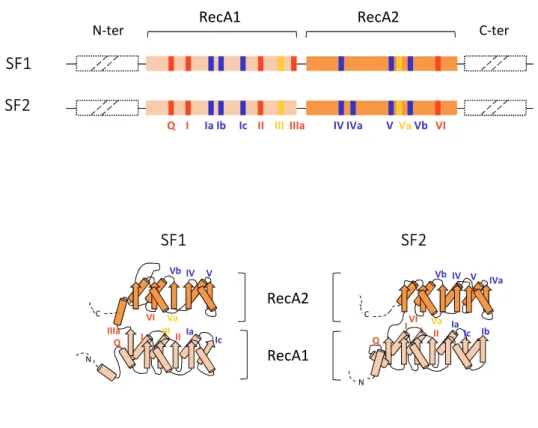 Figure 11. Motifs et organisation structurale des hélicases SF1 &amp; SF2.