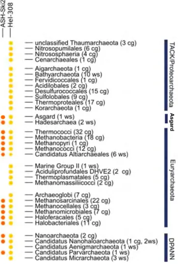 Figure 13. Distribution taxonomique des hélicases Ski2-like Hel308 et ASH-Ski2 à travers la phylogénie des archées.