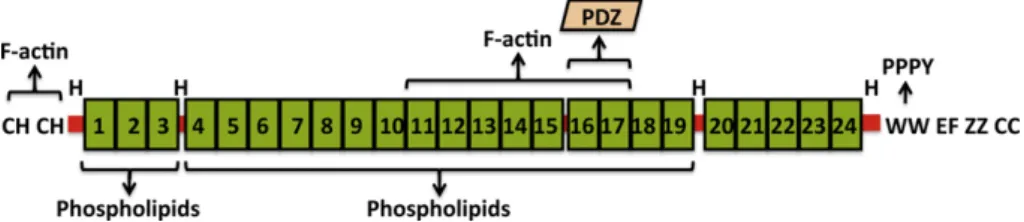 Fig. 3. Schematic overview of spectrin repeat interactions in dystrophin. In keeping with established nomenclature [67] 4 hinge regions (H) are shown in red, however a ﬁfth extended region between repeats 15 and 16 which should probably be considered a hin