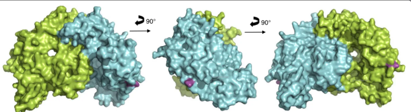 Fig. 4 Representation of solvent-accessible surface area of eNOS3 homodimer oxygenase domains (PDB :1M9M)