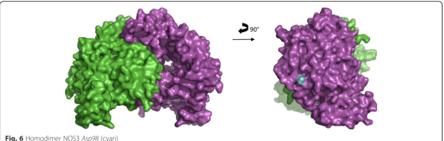 Fig. 6 Homodimer NOS3 Asp98 (cyan)