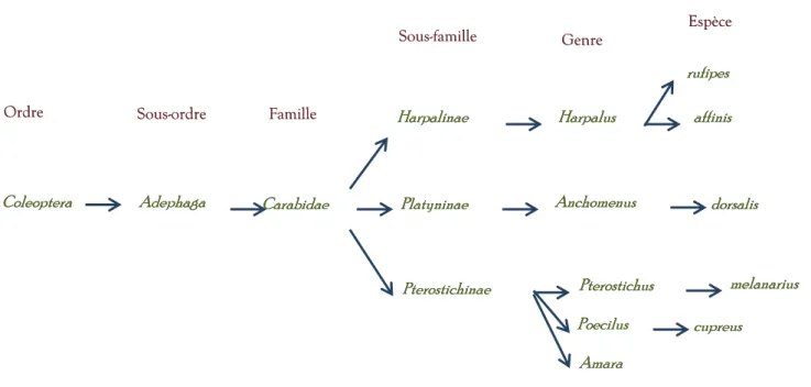 Figure 3 : Classification des Carabidæ et de des principales espèces étudiées 