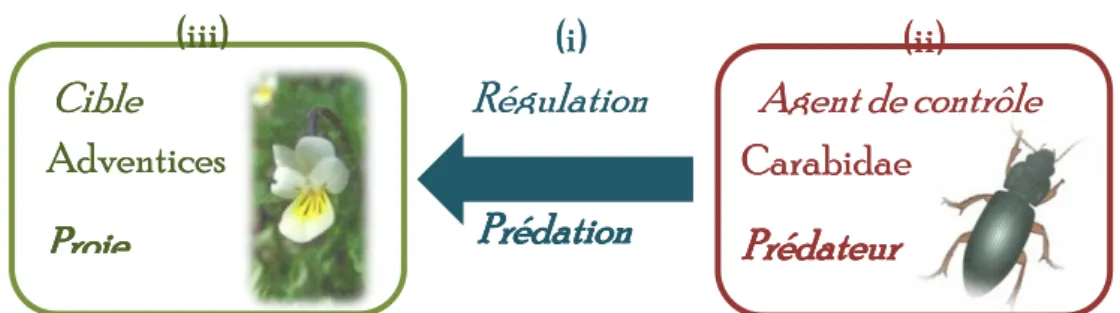 Figure 7 : Paramètres clefs dans l’évaluation du potentiel de régulation biologique de                    prédation des graines d’adventices par les Carabidæ 