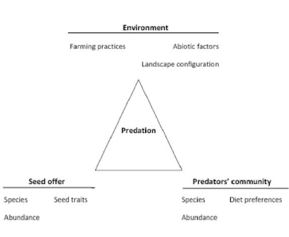 Fig  10 :  Cadre  conceptuel  de  l’étude  de  la  prédation  des  graines  d’adventices  par  les  carabiques 