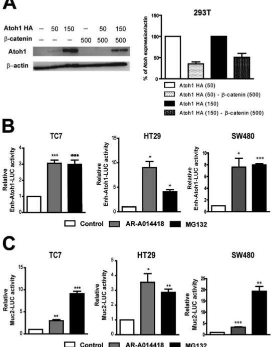 Figure 8 b -Catenin signalling controls Atoh1 expression post-transcriptionally.