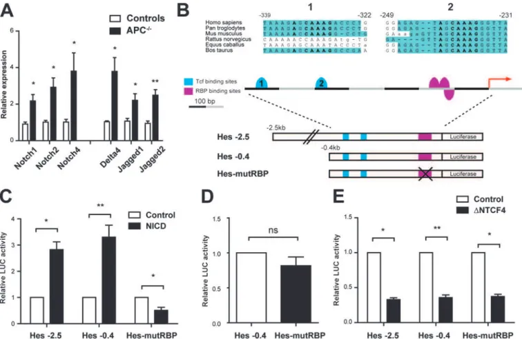 Figure 4 The Hes1 promoter is regulated by Wnt/ b -catenin signalling through conserved Tcf motifs