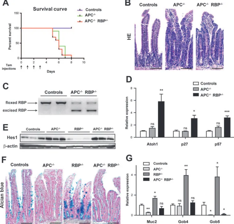 Figure 5 Loss of RBP-J does not alter the cell differentiation defects of Apc-deficient cells