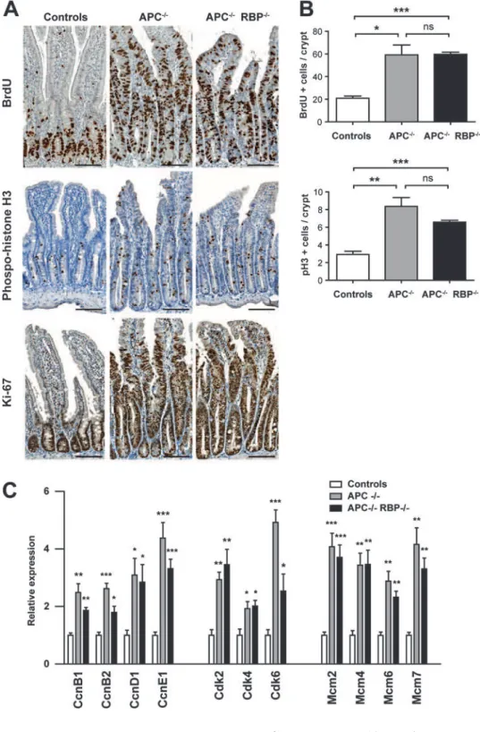 Figure 6 Loss of RBP-J does not affect the increase in cell proliferation in Apc-deficient cells