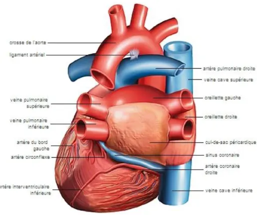 Figure 11 : Artères et veines du cœur 