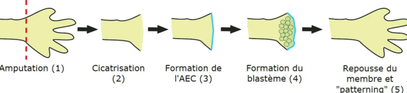 Figure 1. Les étapes du processus de régénération épimorphique chez les vertébrés 