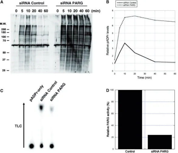 Figure 4. pADPr levels are increased and sustained in SK-N-SH cells treated with PARG siRNA following alkylation-induced DNA damage.