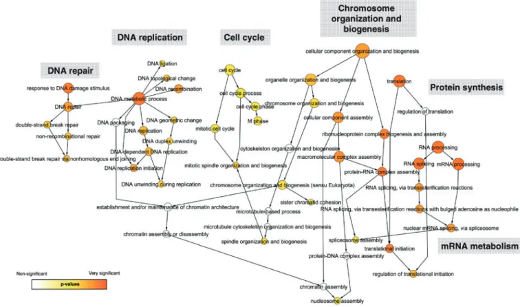 Figure 6. Validation of selected pADPr-associated proteins identiﬁed by LC-MS/MS using western blot analysis of pADPr immunoprecipitates