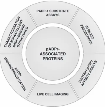 Figure 1. Current experimental strategies for the identiﬁcation of pADPr-associated proteins