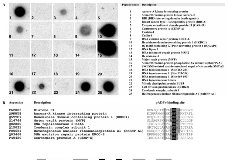 Figure 2. Polymer blot analysis. (A) Synthetic peptides corresponding to putative pADPr binding proteins as revealed by in silico prediction based on the consensus sequence proposed by Pleschke et al