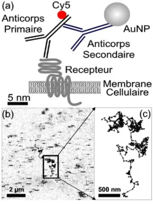Fig. 2.18 : (a) Construction biochimique utilisant un double marquage d’un récep- récep-teur membranaire par un fluorophore (Cy5) et une nanoparticule d’or (AuNP)