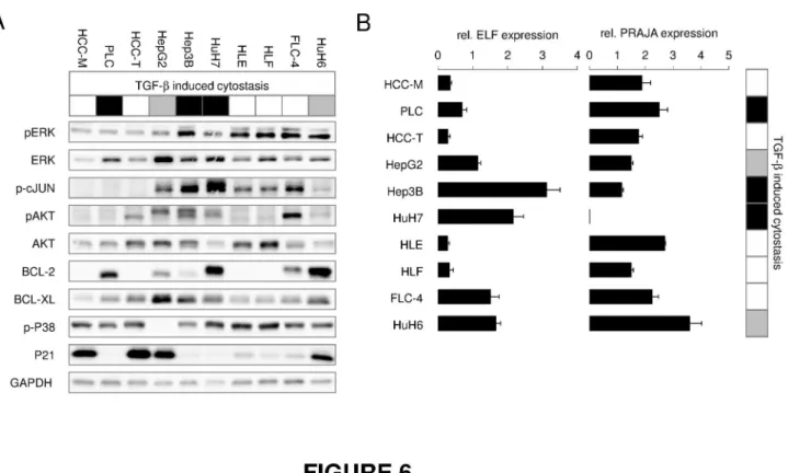 Figure 6.  Endogenous expression of survival factors and Smad3 signaling modulators PRAJA and ELF in HCC cells