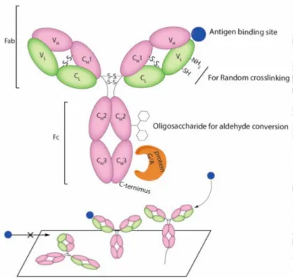 Figure 2. Functional groups on Abs used for conjugation and the result of random and oriented immobilization onto surfaces.
