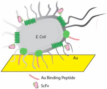 Figure 5. ScFv and gold-binding peptide dual-expression system in E. coli [60].