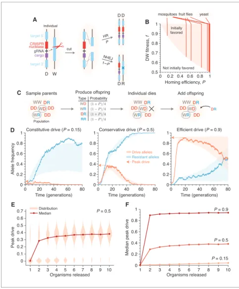 Figure 1. Existing alteration-type CRISPR gene drive systems should invade well-mixed wild populations