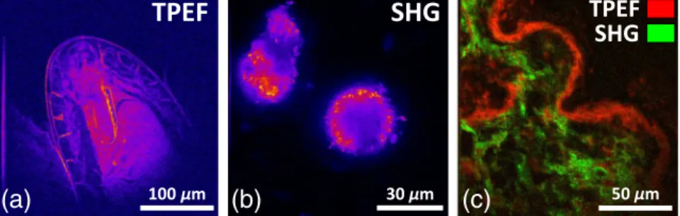 Fig. 5 300 × 300 pixels TPEF and second-harmonic generation (SHG) images with 10 accumulations each