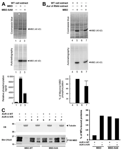 Figure S1.  Analysis of p150 glued  MBD phosphorylation in vivo and effect on microtubule binding in vitro