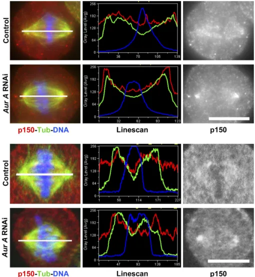 Figure S3.  Distribution of p150 glued  on the mitotic spindle. Control or aurora A dsRNA-treated cells were stained for microtubules (green), DNA (blue), and  p150 glued  (red)