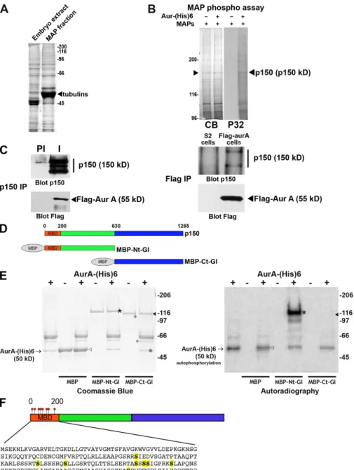 Figure 1.  p150 glued  is an aurora A substrate  in vitro. (A) Coomassie blue–stained gel of the   total  embryonic  extract  (left)  and  the  MAPs  fraction  obtained  after  sedimentation  of    polymerized microtubules (right)