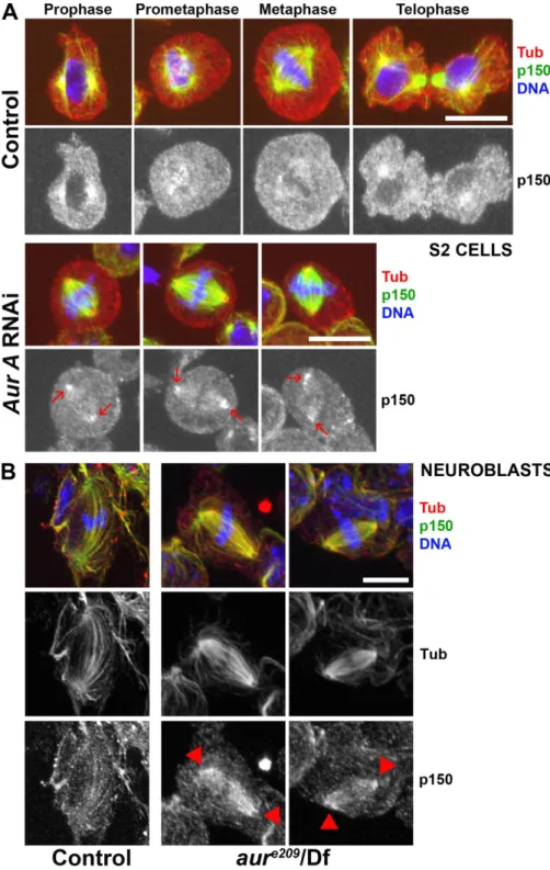 Figure  5.  p150 glued   accumulates  at  spindle  poles of aurora A RNAi-deficient S2 cells and  aurora A mutant neuroblasts