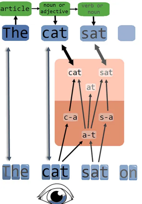 Fig 2. Our conceptualization of the reading system. Sub-lexical orthographic information is gathered across multiple words, with stronger activation of letters in the fovea (here ‘cat’) than letters in the parafovea.