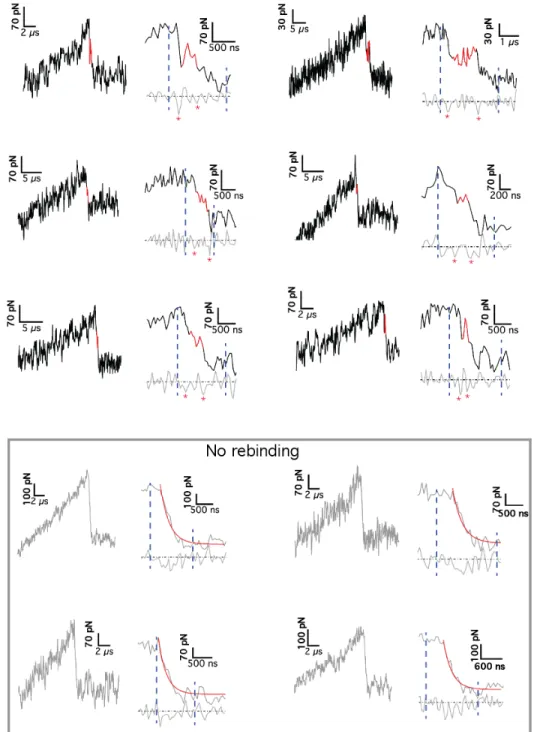 Fig S6. Top six curves: Examples of rupture events (left) showing the zoomed transient binding  (right)