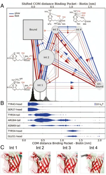 Fig. 3E shows that τ ranges from 0.001 μ s to 100 μ s for forces F i between 500 pN down to 20 pN (including MD and HS-FS data).