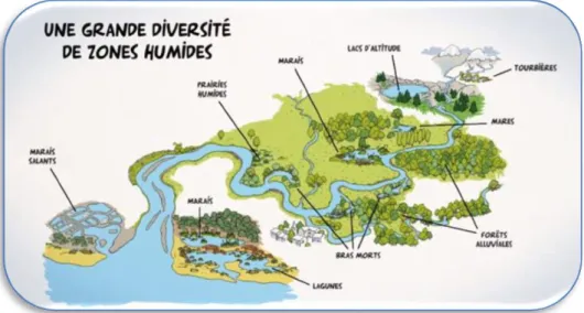 Figure 1. La diversité des zones humides (AERMEC, 2005)  1. 3. Fonctions éco systémiques et patrimoniales des zones humides  