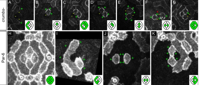 Figure 3.  Crumbs and Par-6 do not regulate the planar distribution of Baz. (A–G) Baz::GFP mosaics in  crb null mutant cells (wild type cone and pigment cells are indicated by a red asterisk)