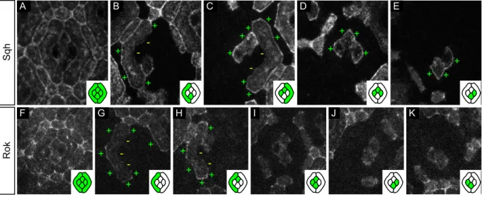 Figure 4.  Planar distribution of Sqh and its kinase Rok. (A–E) Sqh::GFP mosaics. (A) Characteristic distribution  of Sqh::GFP in the 32 h APF ommatidial epithelium