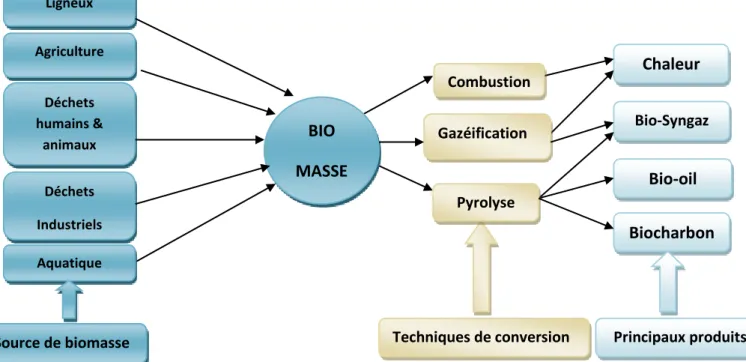 Figure II.3. Différents techniques de conversion de la biomasse.