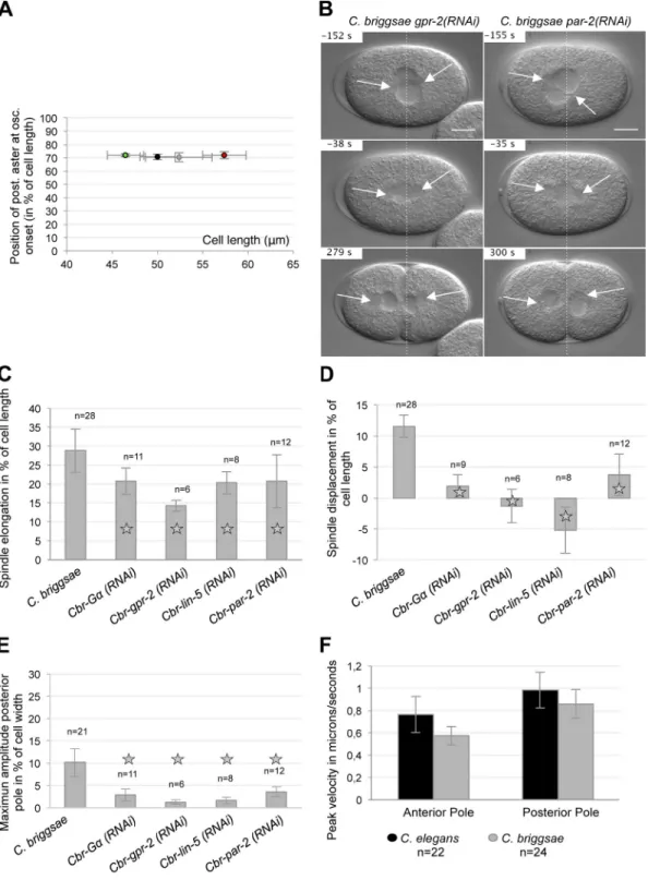 Figure S1.  G–GPR–LIN-5–dependent unbalanced pulling forces control the first cell division of C