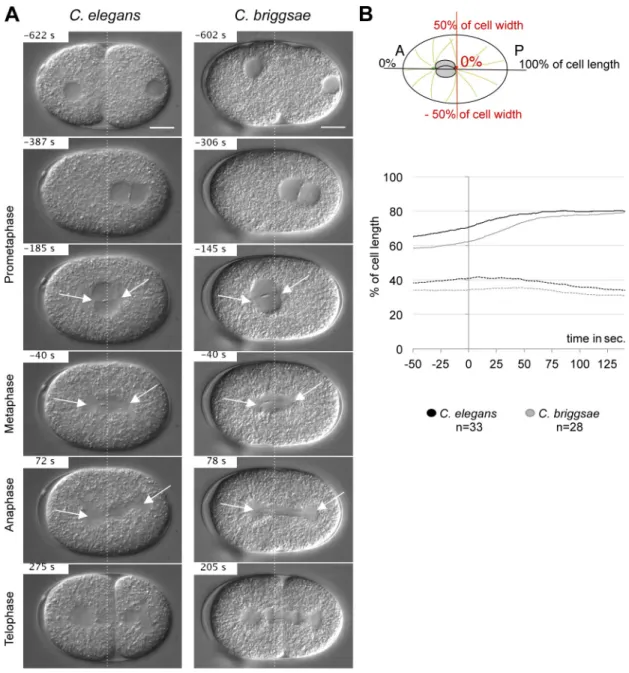 Figure 1.  The first asymmetric division in C. elegans and C. briggsae embryos. (A) Snapshots from DIC recordings of C