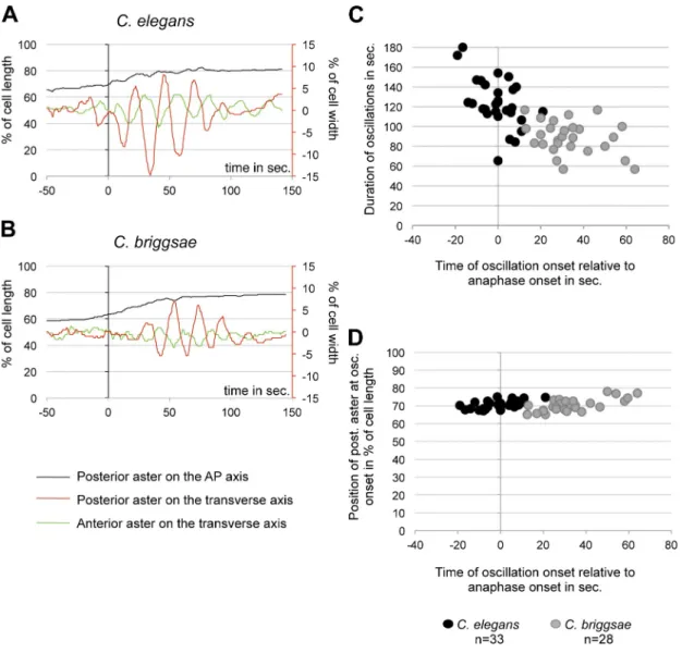 Figure 2.  Spindle oscillations differ between C. elegans and C. briggsae embryos. (A and B) Centrosome displacement on the A/P (y axis on the left) and  transverse axes (y axis on the right) relative to anaphase onset (t = 0 s) for one representative embr