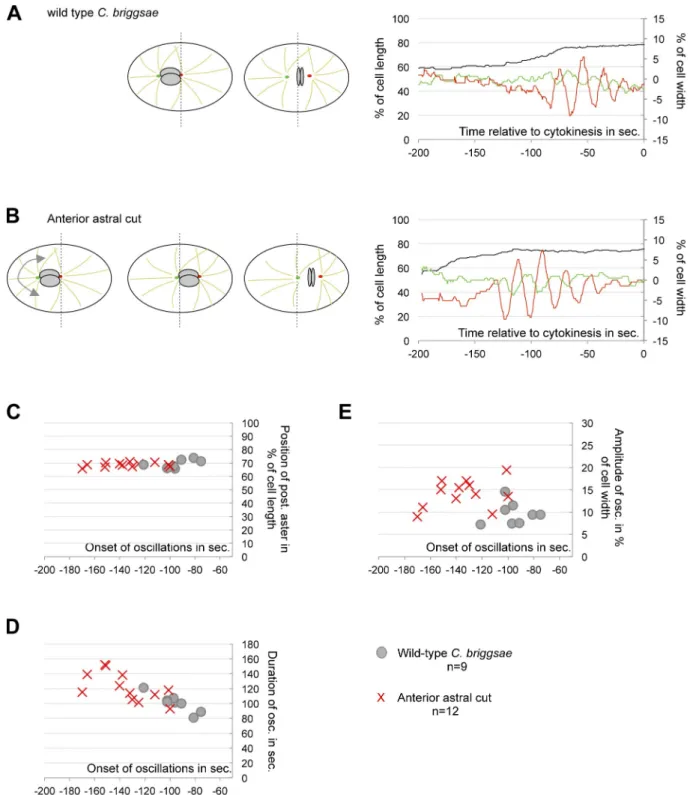 Figure 3.  Position-dependent onset of spindle oscillation. (A and B) On the left, drawing of a one-cell stage C