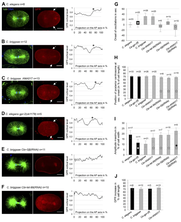 Figure 4.  GPR sets the spatial switch for oscillations. (A–F) Plots represent the mean cortical intensity of GPR (from 0 to 1) from n anaphase embryos  stained with GPR (red), tubulin (green), and DNA (blue) and normalized to the maximum intensity