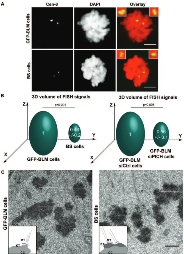 Figure 3. Structural defects at the centromeres in BLM-and PICH-deficient cells. (A) FISH with the CEN-8 probe (green) on metaphase BS and GFP-BLM cells