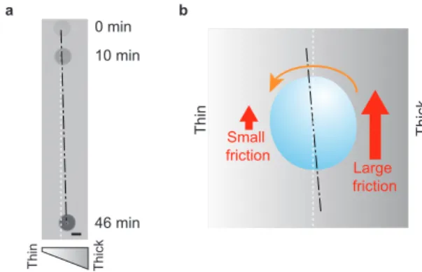 Fig. 4. Drifting of a droplet moving down a vertical glass slide covered with a soft layer of increasing thickness
