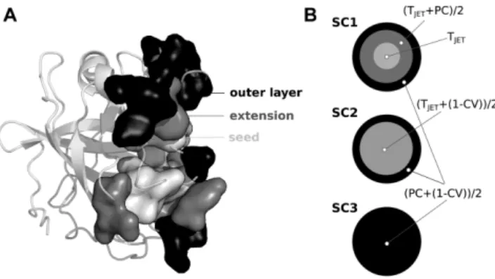 Figure 1. Predicted interface structure and JET 2 scoring schemes. (A) Sec- Sec-tion of the JET 2 prediction of an interface (1N8O)