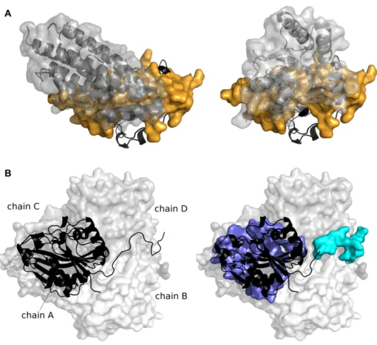 Figure 4. Examples of JET 2 predictions. (A) Usage of a site by multiple partners. The phosphorelay intermediate protein YPD1 (2R25, chain A) is shown in black cartoon