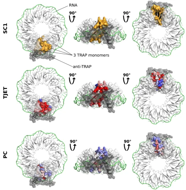 Figure 5. JET 2 predictions for the TRP RNA-binding attenuation protein (TRAP). Three different views (on the left, in the middle and on the right) of a homo 11-mer of TRAP in complex with a 53-base single-stranded RNA (1C9S) are shown