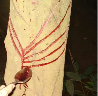 Figura  4  -  Extração  do  látex  de  “sangra  d’água”.  Tronco  com  corte  “espinha  de  peixe&#34;